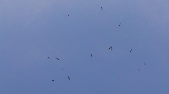 Photo of The Stork's village 3/7 by Siddharth