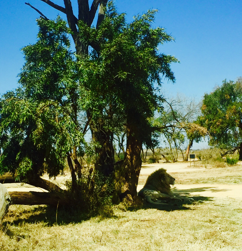 Photo of Lion and Safari park, Johannesburg SA 10/27 by Neha Chauhan