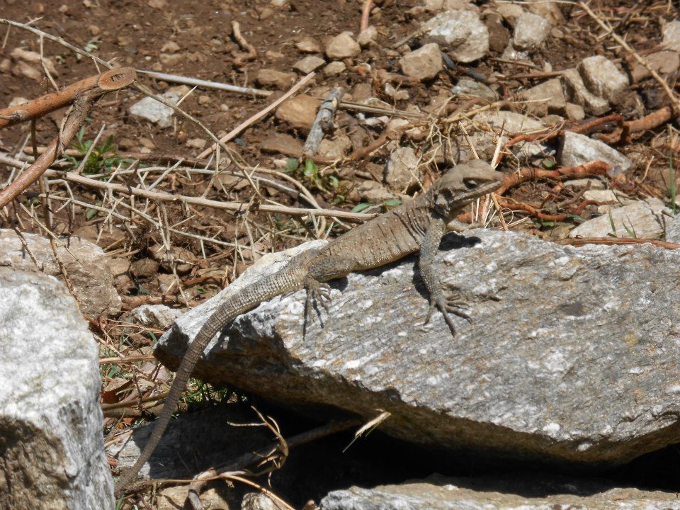 Photo of Himalayan Hiking Chronicles (Part One) by Sarthak Satapathy