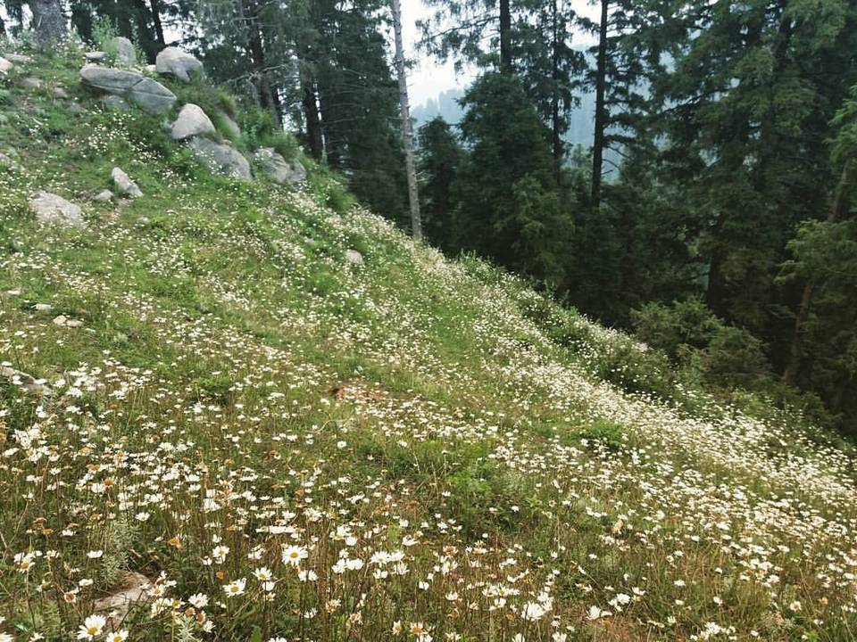 Photo of The Singing Hill overlooking a Valley of Wild Daisies is just 45 minutes drive from Dalhousie 6/9 by Arpita Mukherjee