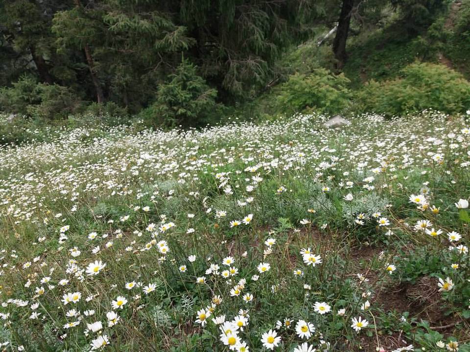 Photo of The Singing Hill overlooking a Valley of Wild Daisies is just 45 minutes drive from Dalhousie 5/9 by Arpita Mukherjee