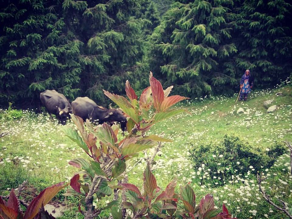 Photo of Dalhousie - Get the Best out of the Place in just 2 Days 12/14 by Arpita Mukherjee