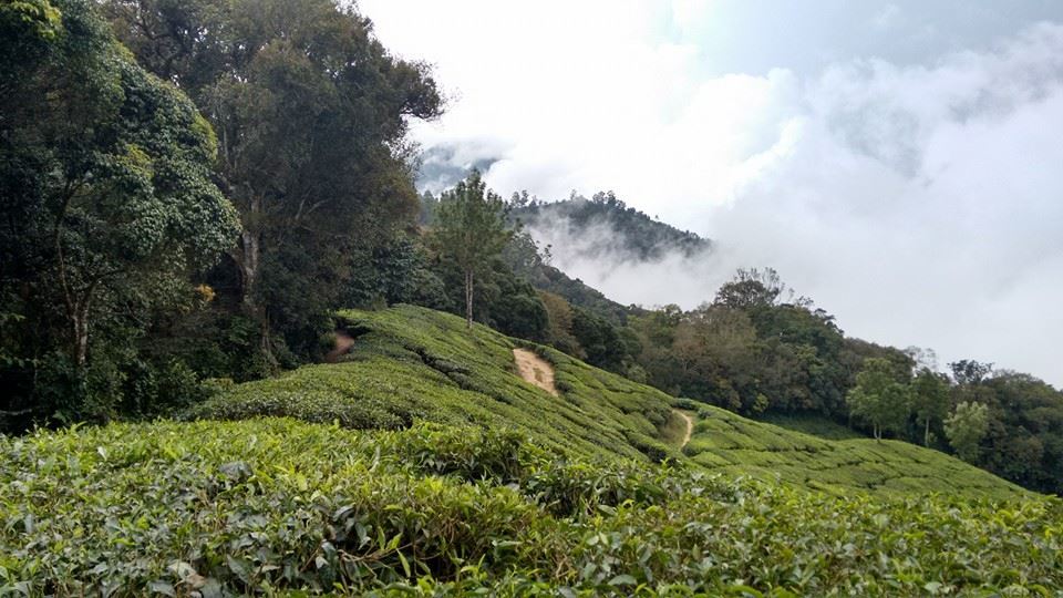 Photo of Munnar is Perfect for A Romantic Laid-Back Holiday 12/13 by Arpita Mukherjee