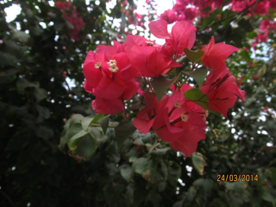 Photo of Beauties of Nature by Dwipayan Daz