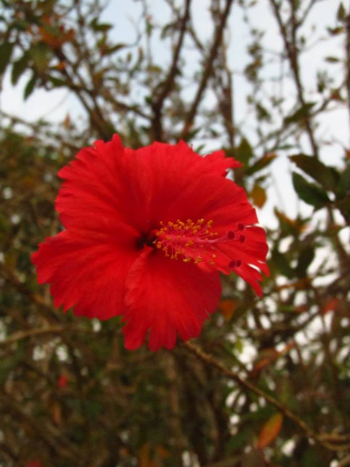Photo of Beauties of Nature by Dwipayan Daz