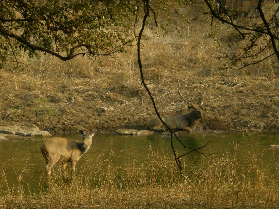 Photo of R'bore Jungle by Manpreet Sahota