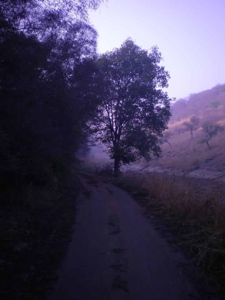 Photo of R'bore Jungle by Manpreet Sahota