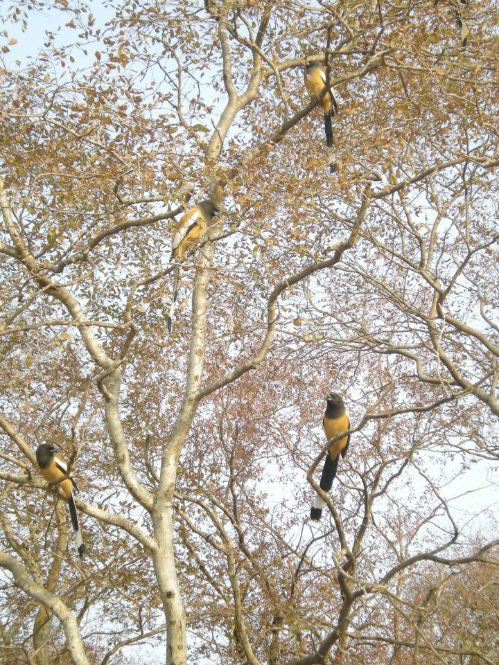 Photo of R'bore Jungle by Manpreet Sahota
