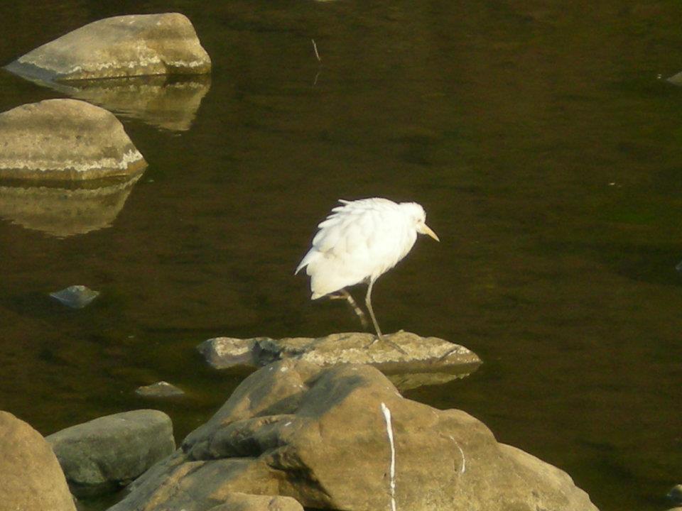 Photo of R'bore Jungle by Manpreet Sahota