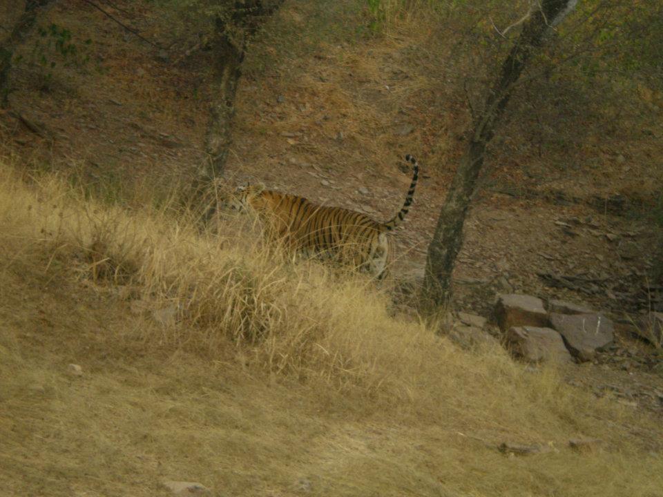 Photo of R'bore Jungle by Manpreet Sahota