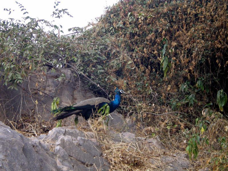 Photo of R'bore Jungle by Manpreet Sahota