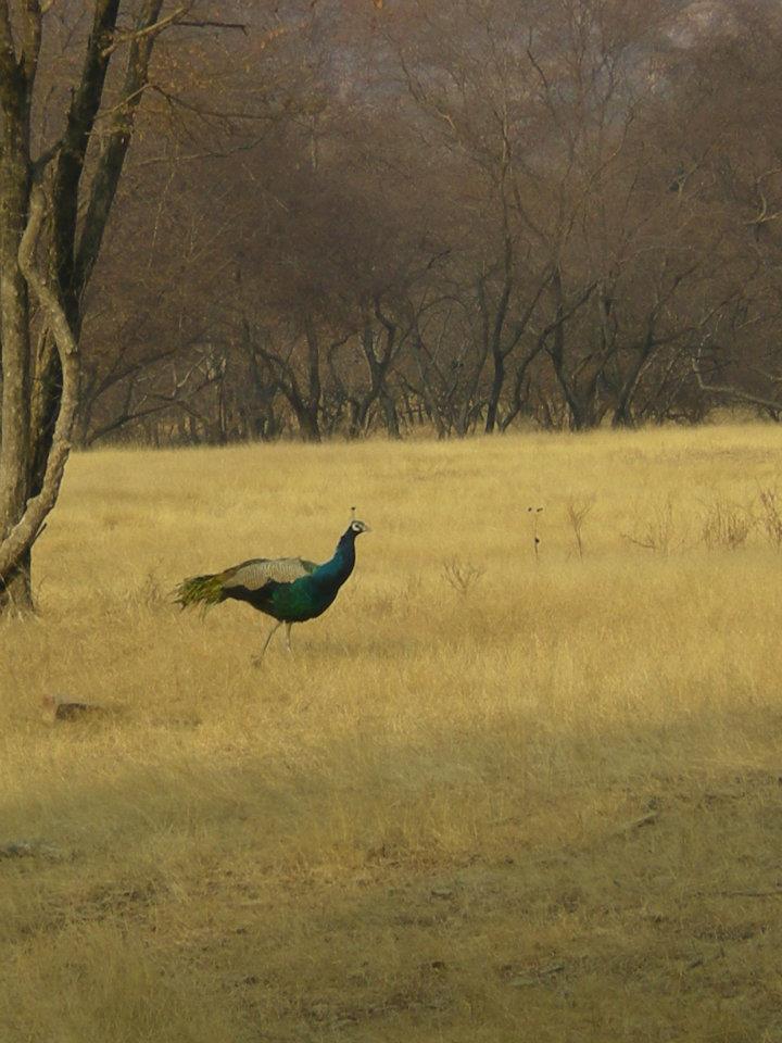 Photo of R'bore Jungle by Manpreet Sahota