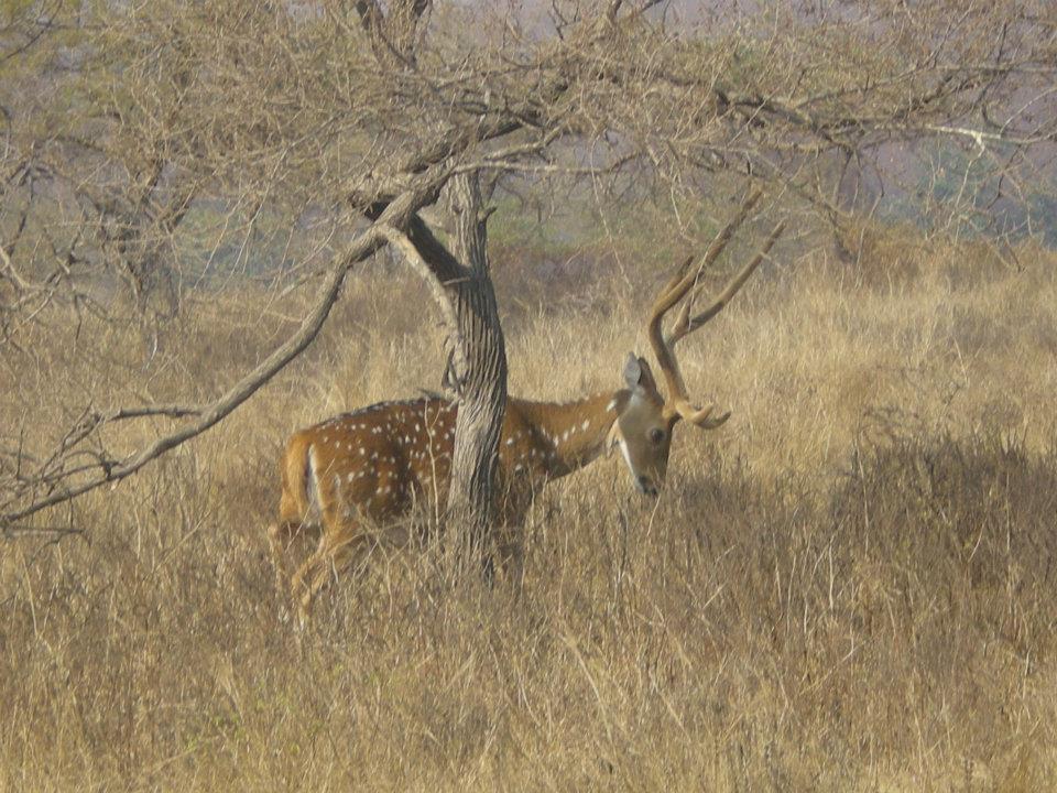 Photo of R'bore Jungle by Manpreet Sahota