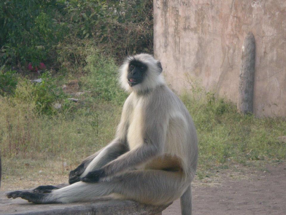 Photo of R'bore Jungle by Manpreet Sahota