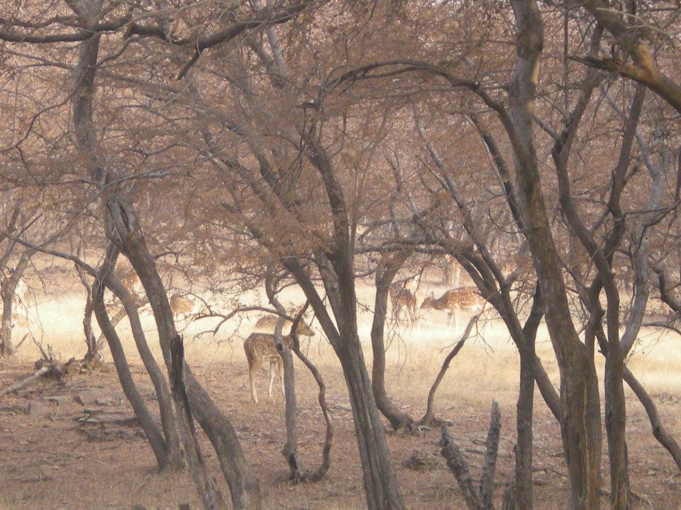 Photo of R'bore Jungle by Manpreet Sahota