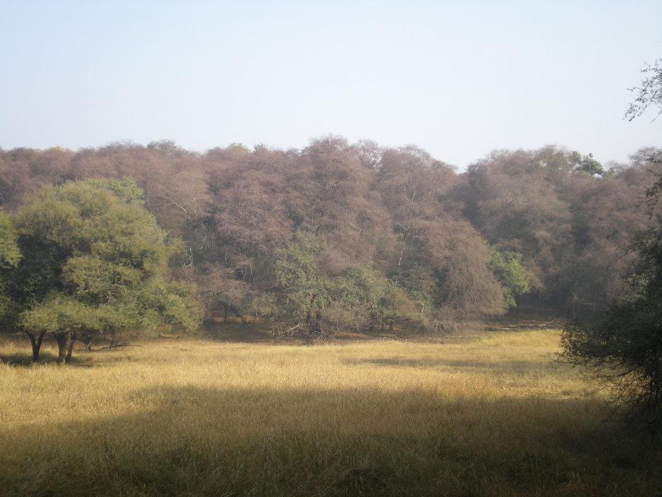 Photo of R'bore Jungle by Manpreet Sahota