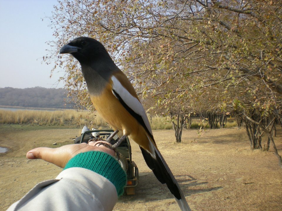 Photo of R'bore Jungle by Manpreet Sahota