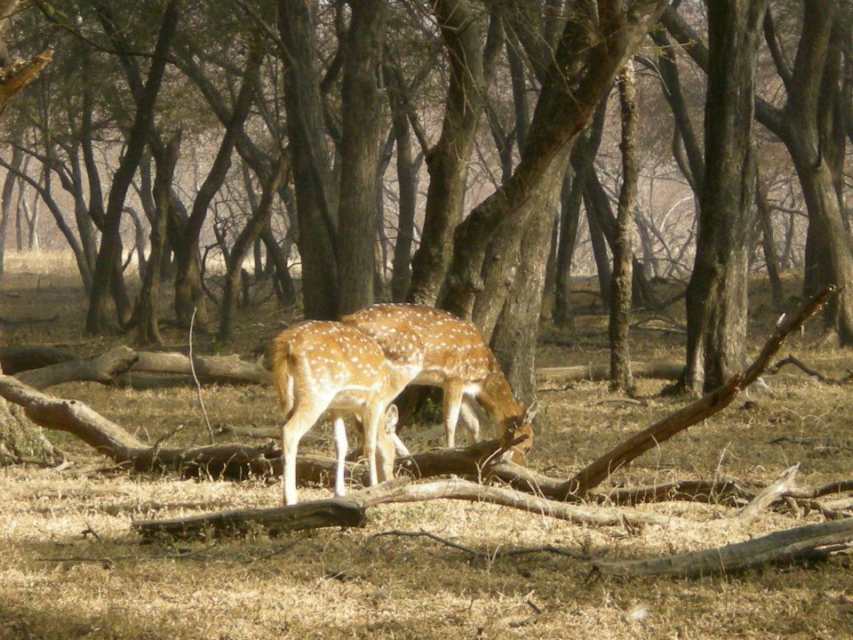 Photo of R'bore Jungle by Manpreet Sahota