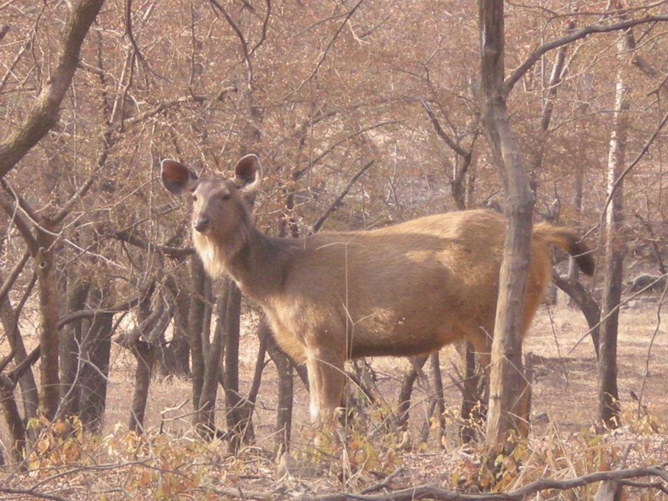 Photo of R'bore Jungle by Manpreet Sahota