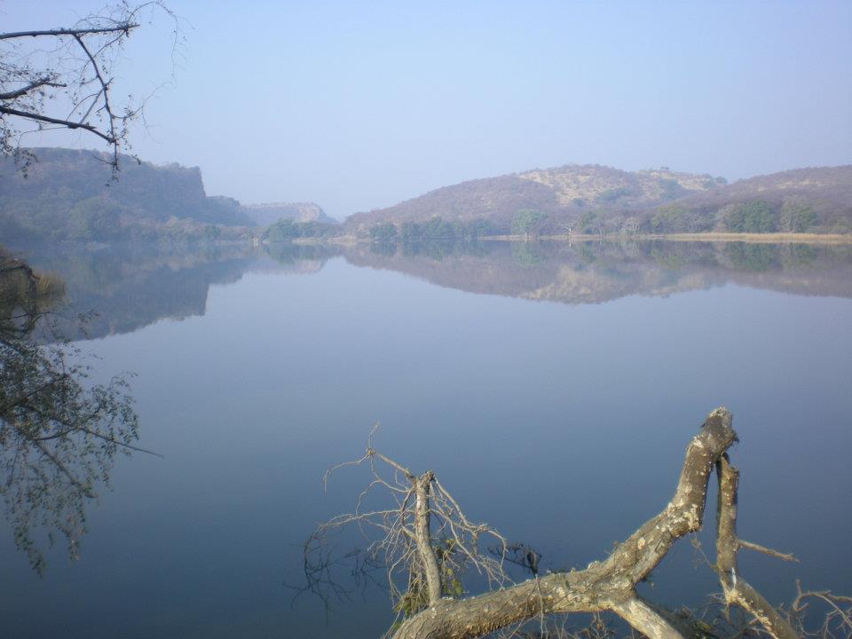 Photo of R'bore Jungle by Manpreet Sahota