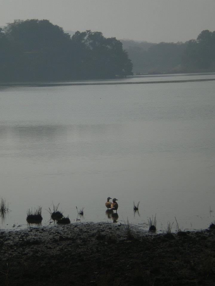 Photo of R'bore Jungle by Manpreet Sahota