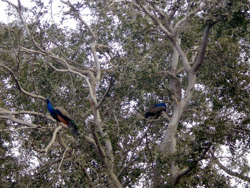 Photo of R'bore Jungle by Manpreet Sahota