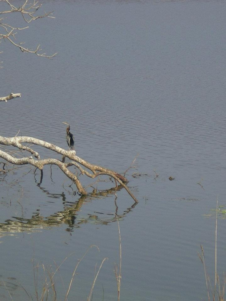 Photo of R'bore Jungle by Manpreet Sahota