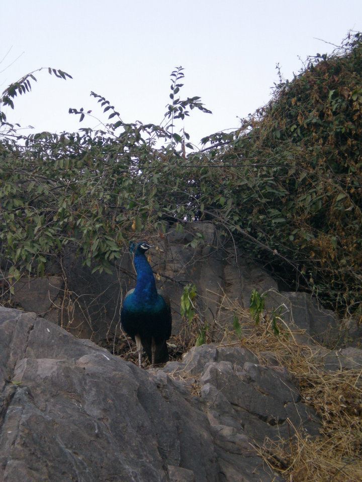 Photo of R'bore Jungle by Manpreet Sahota