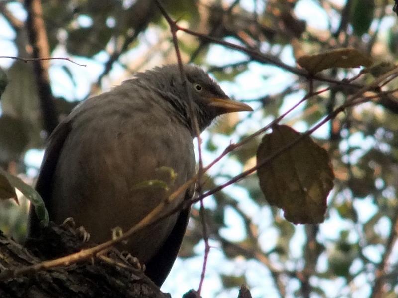 Photo of R'bore Jungle by Manpreet Sahota