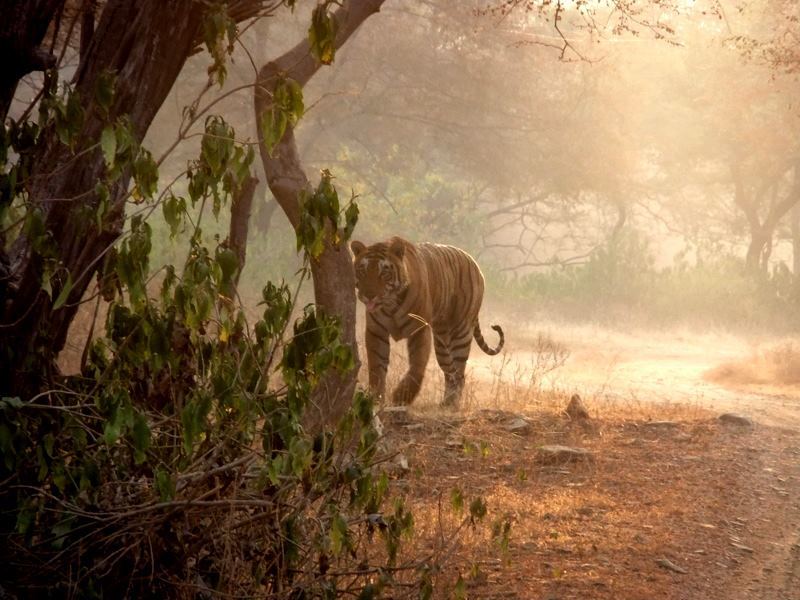 Photo of R'bore Jungle by Manpreet Sahota