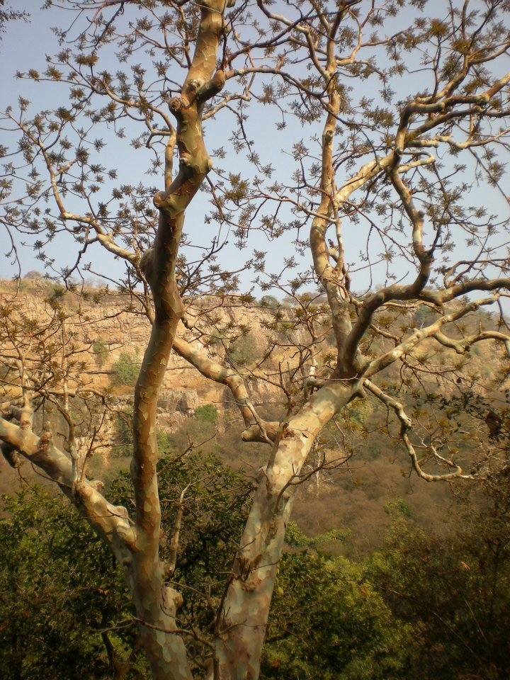 Photo of R'bore Jungle by Manpreet Sahota