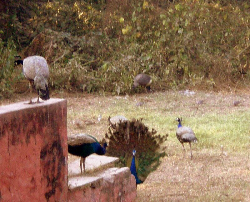 Photo of R'bore Jungle by Manpreet Sahota