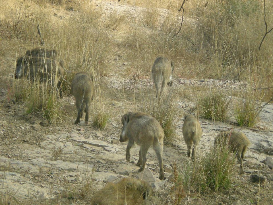 Photo of R'bore Jungle by Manpreet Sahota