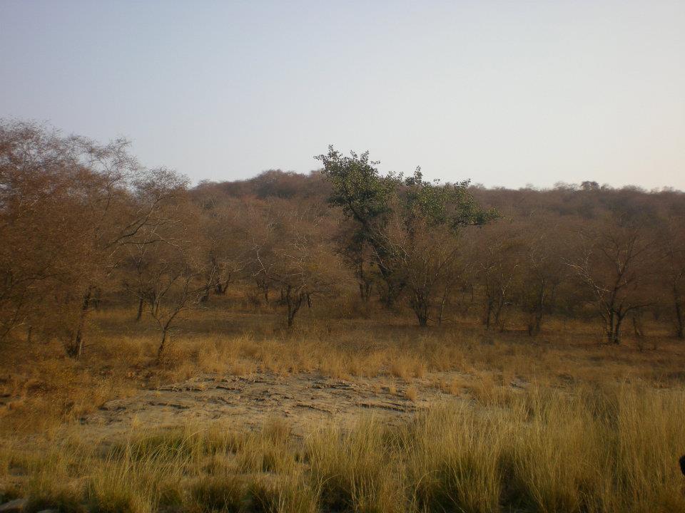 Photo of R'bore Jungle by Manpreet Sahota