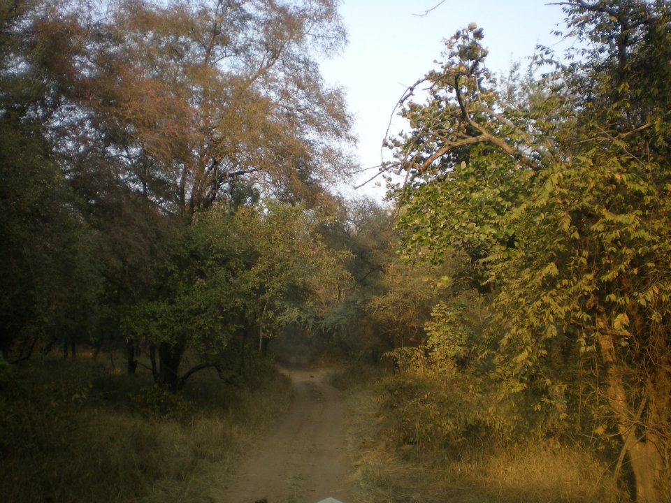 Photo of R'bore Jungle by Manpreet Sahota