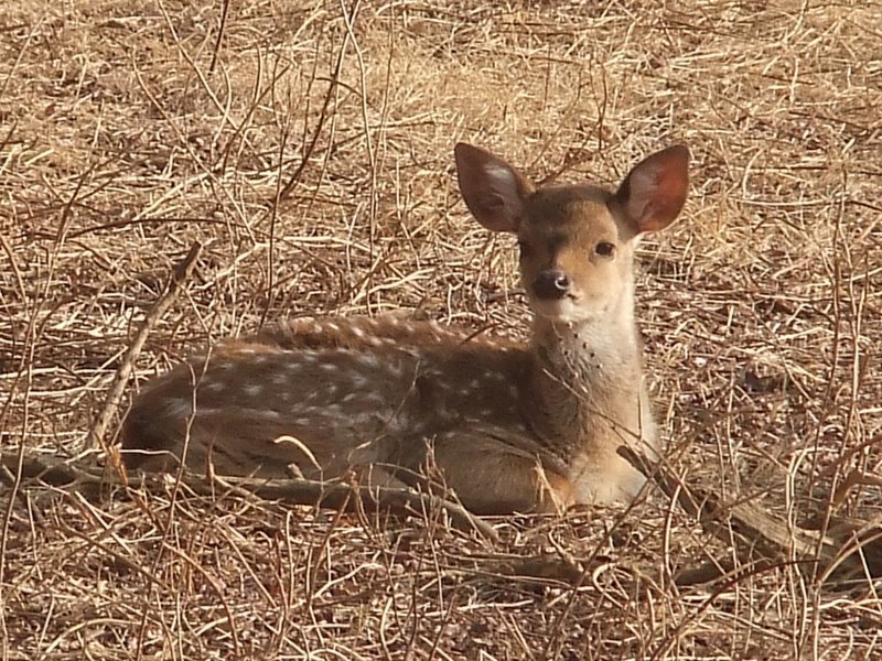 Photo of R'bore Jungle by Manpreet Sahota