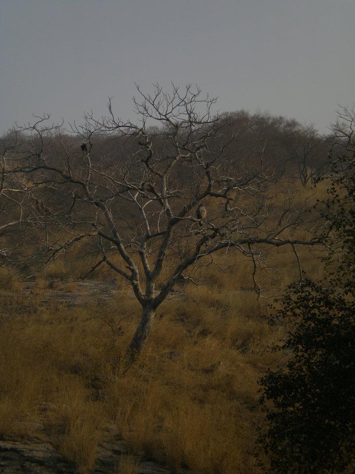 Photo of R'bore Jungle by Manpreet Sahota