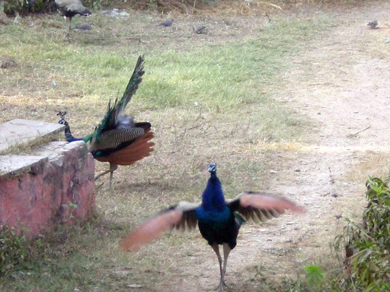 Photo of R'bore Jungle by Manpreet Sahota