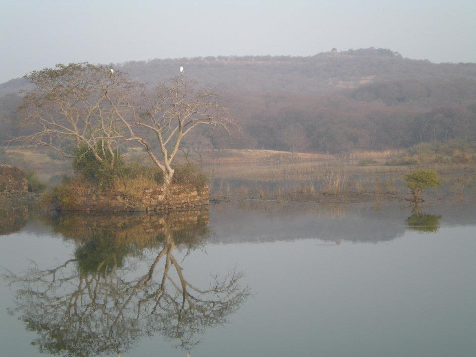 Photo of R'bore Jungle by Manpreet Sahota