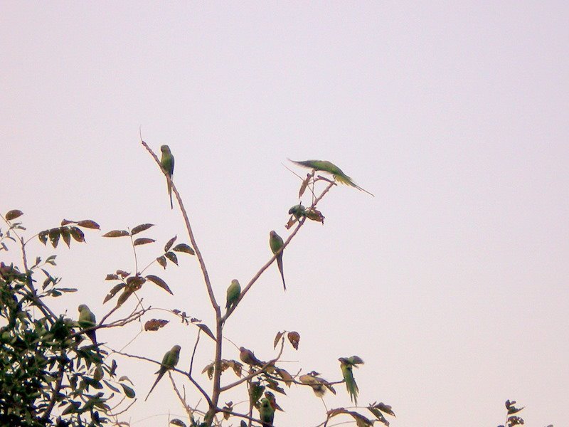 Photo of R'bore Jungle by Manpreet Sahota