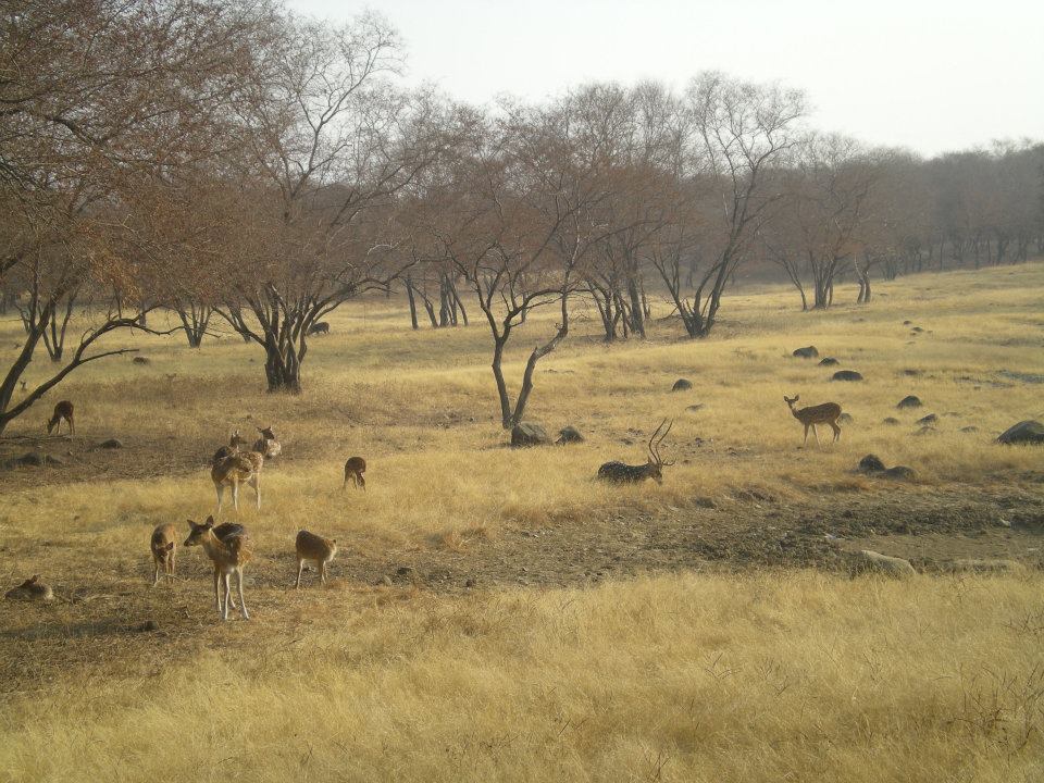 Photo of R'bore Jungle by Manpreet Sahota
