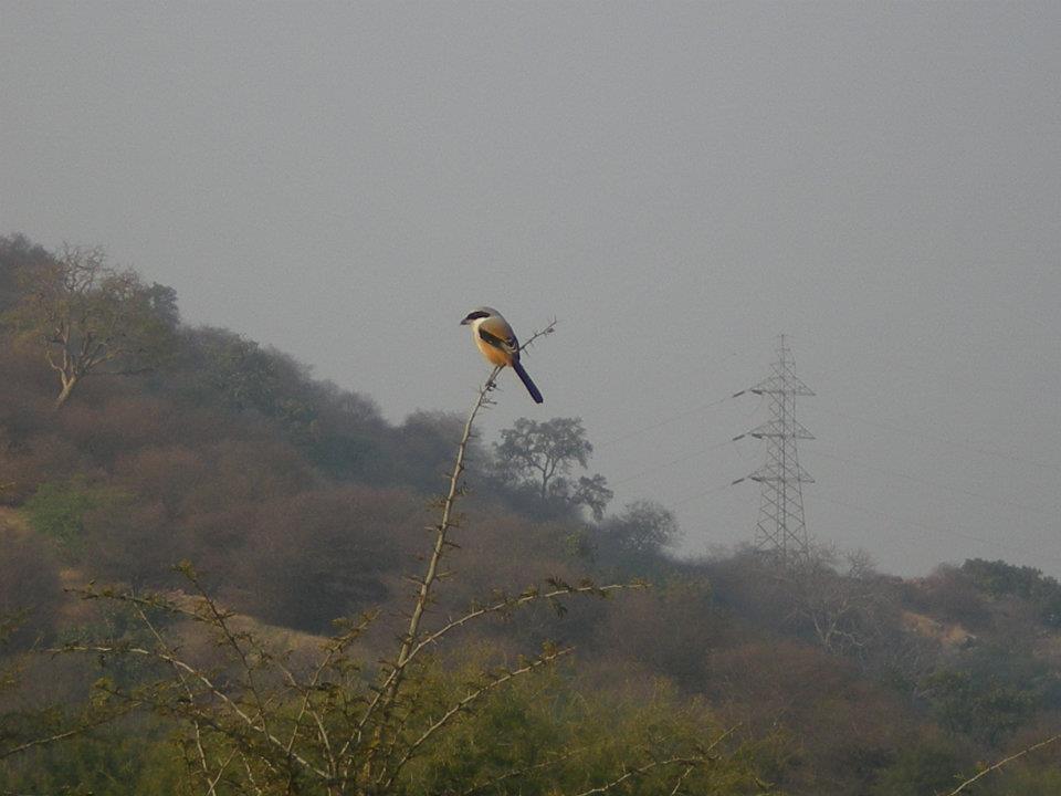 Photo of R'bore Jungle by Manpreet Sahota