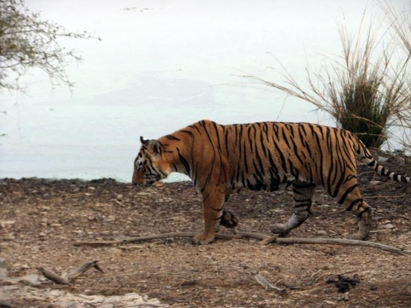 Photo of R'bore Jungle by Manpreet Sahota