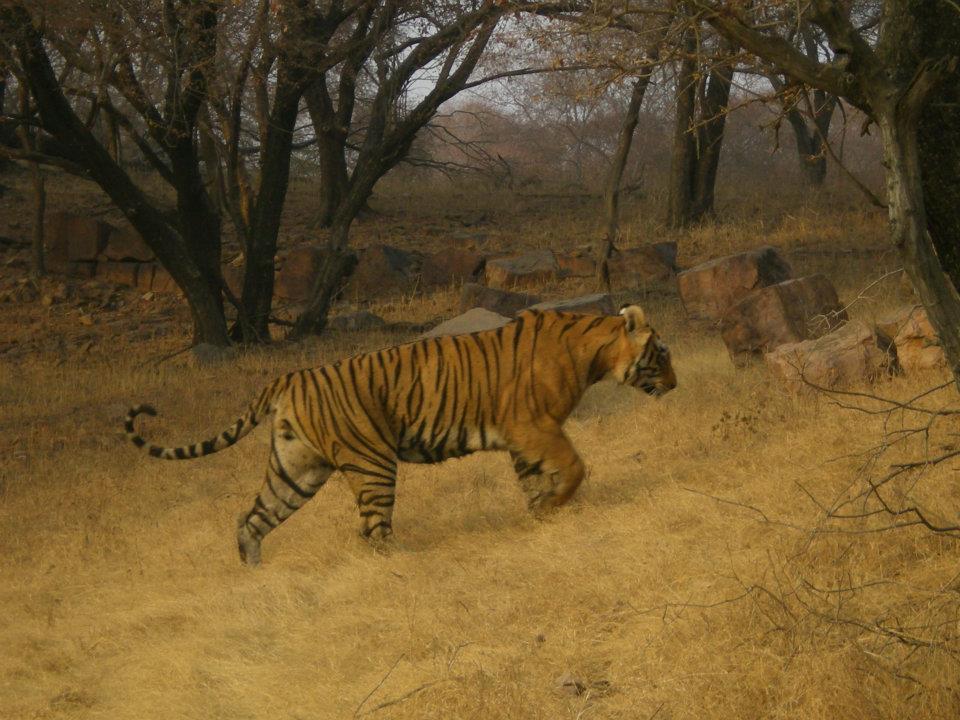 Photo of R'bore Jungle by Manpreet Sahota