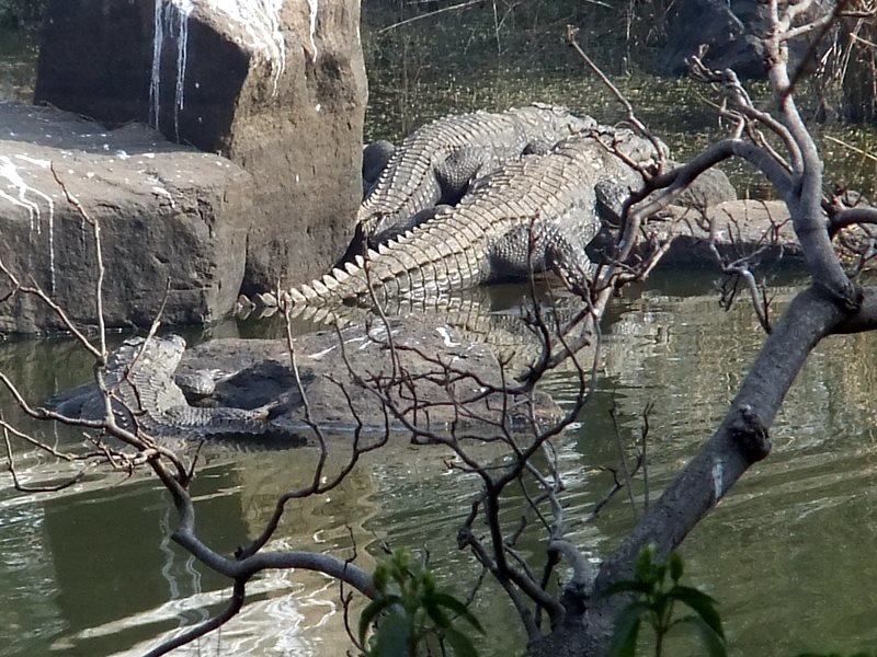 Photo of R'bore Jungle by Manpreet Sahota
