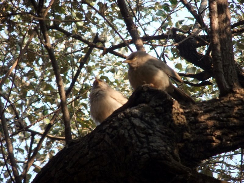 Photo of R'bore Jungle by Manpreet Sahota