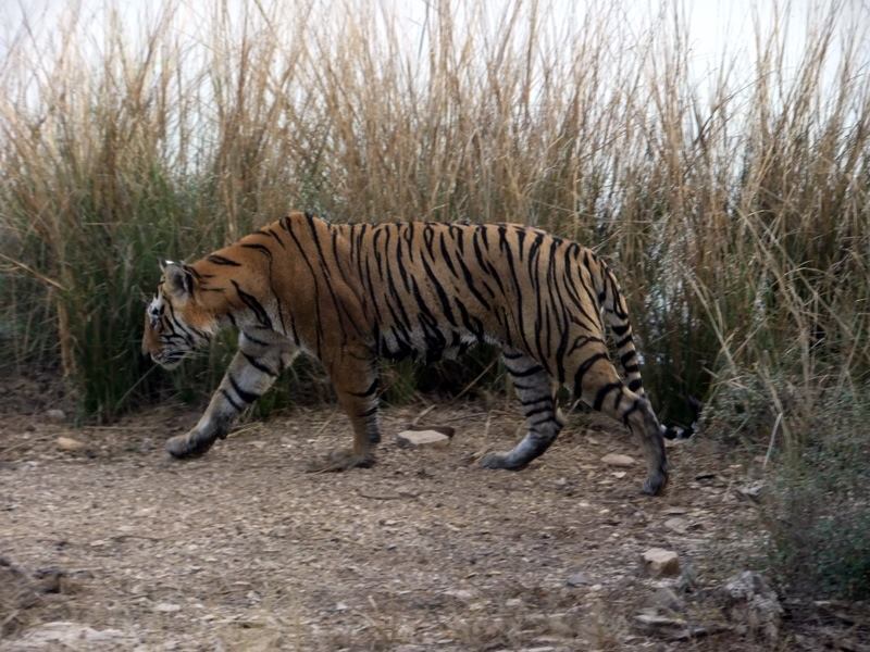 Photo of R'bore Jungle by Manpreet Sahota