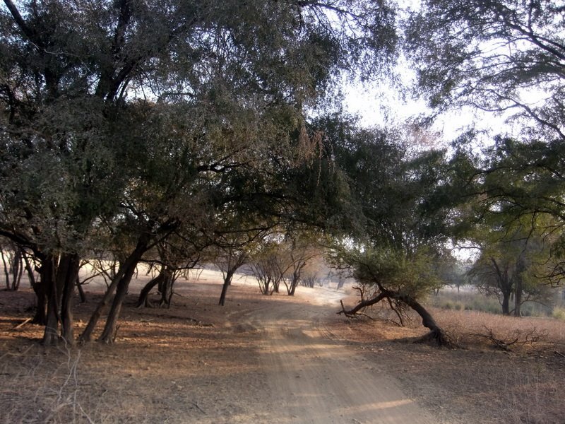 Photo of R'bore Jungle by Manpreet Sahota