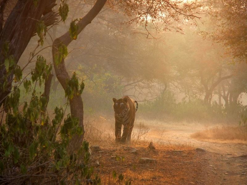 Photo of R'bore Jungle by Manpreet Sahota
