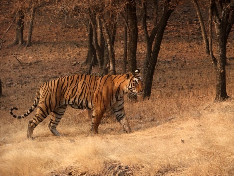 Photo of R'bore Jungle by Manpreet Sahota